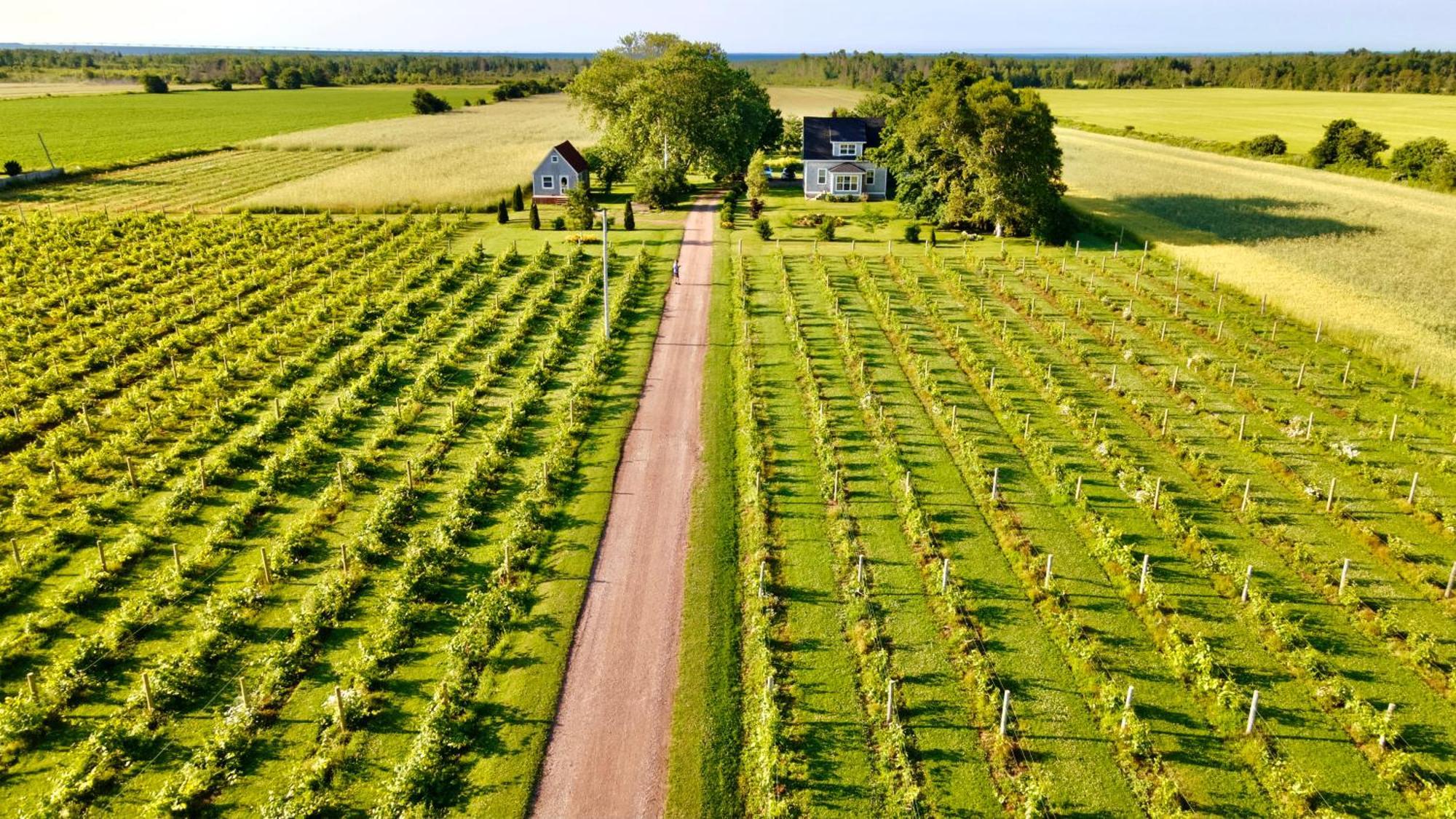 Sunbury Cove Winery Bed & Breakfast Miscouche Eksteriør bilde